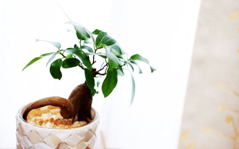 植物葬プラン
