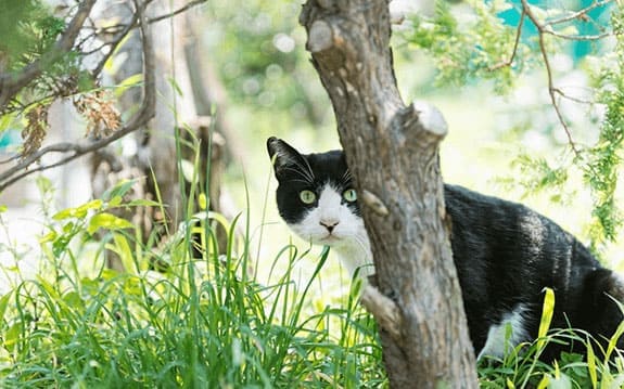 地域猫・野良猫お別れ
