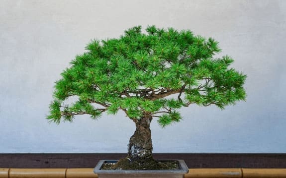 植物葬プラン