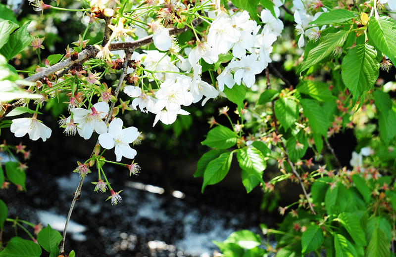 「散りゆく桜」