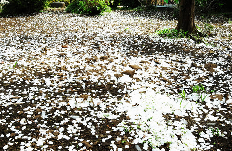 「桜のじゅうたん」